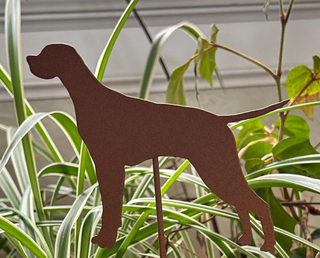 Vizsla