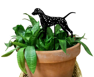 Estaca de planta dálmata