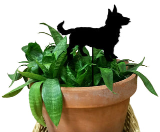 Estaca para planta Lancashire Heeler