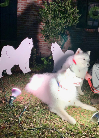 Samoyed Garden Stake or Dog Wall Art