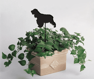 Cocker Spaniel Inglés (Estilo 2) Planta Spike