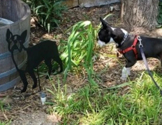 Arte mural conmemorativo o de perro con forma de Boston Terrier 